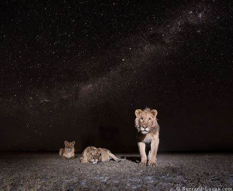 Lions At Night Burrard Lucas Photography