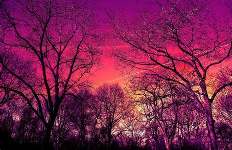 Hd Wallpaper Bare Trees During Sunset Branch Winter Tree Gnarled