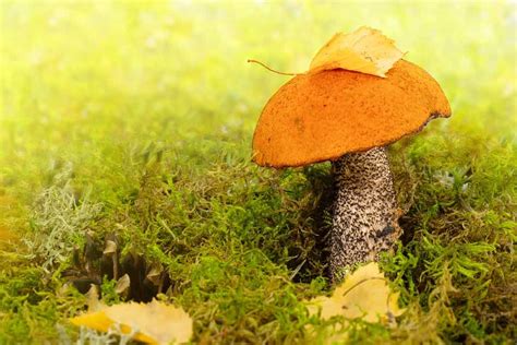 Bolete Mushrooms A Complete Guide