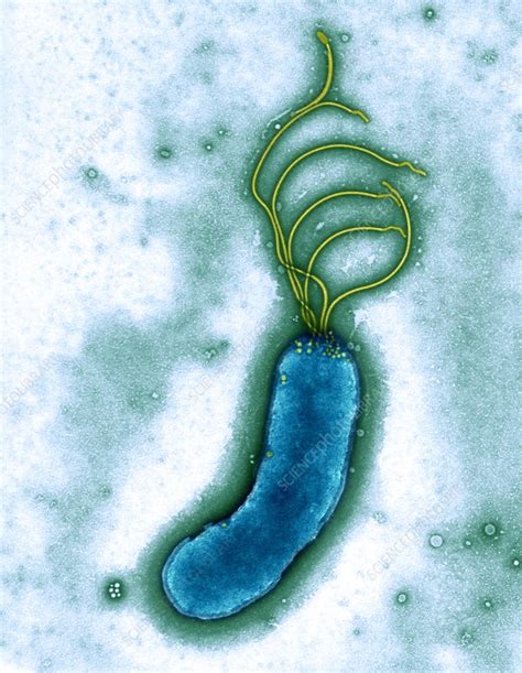 Helicobacter Pylori Bacterium Tem Stock Image B2201402 Science