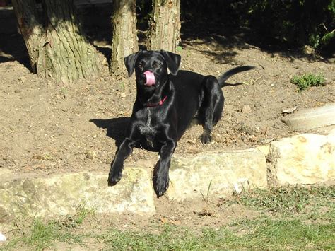 Maja (Deutsch Drahthaar, Labrador, Weisser Schweizer ...