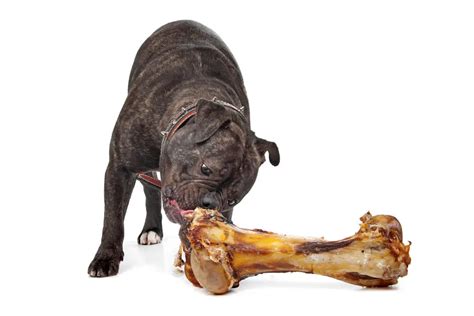 Feeding Your Dog Raw Meaty Bones Is It Safe Pawtitas Store