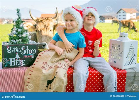 Funny Christmas Pose By Two Children And Cow Stock Photo Image Of