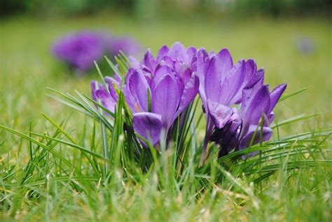 Purple Crocus Flowers Grass Bloom Wallpaper Crocus Flower Bloom