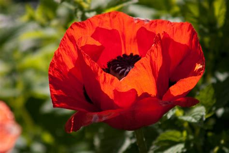 Poppy Red Seeds Greenmylife Anyone Can Garden
