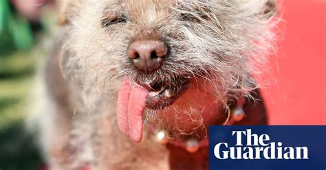 The Worlds Ugliest Dog Competition 2017 In Pictures