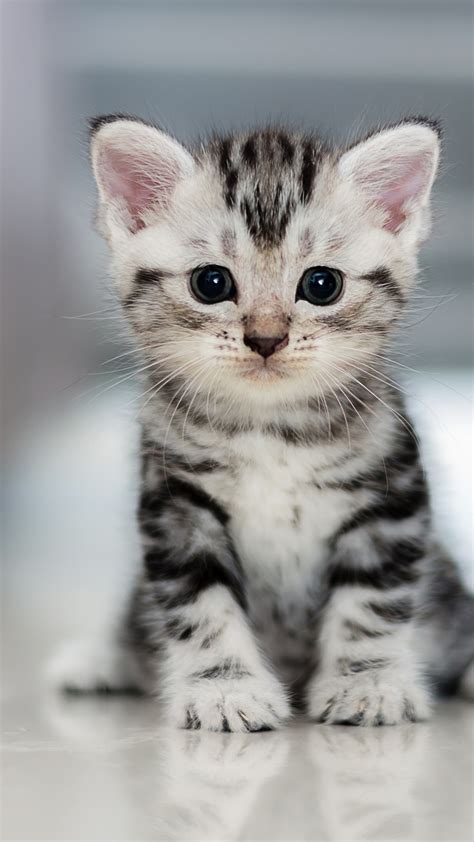 Wallpaper Kitten Cat Cute 4k Animals 18289
