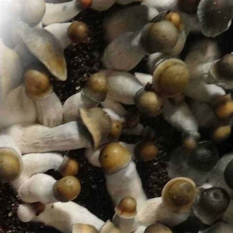 Penis Envy Uncut 10ml Magic Mushroom Spores Aztech Genetics Spores