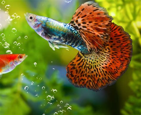 Le Guppy Tout Savoir Sur Ce Magnifique Petit Poisson Domestique