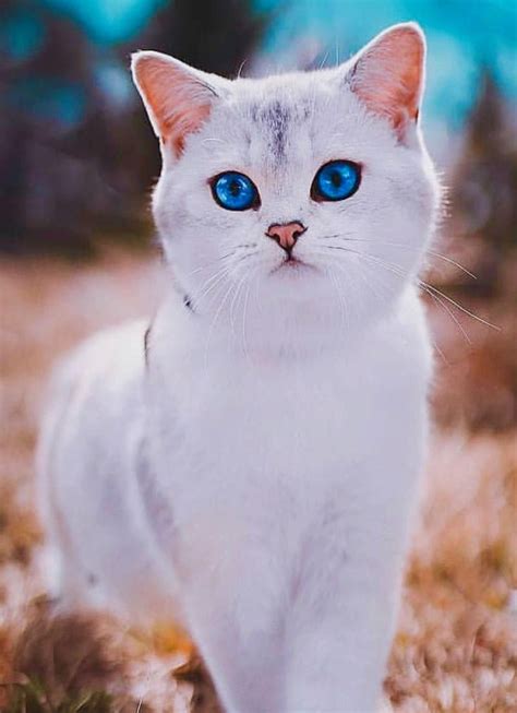 Beautiful Cat Blue Eyes In 2022 Pretty Cats Cute Cats Beautiful Cats