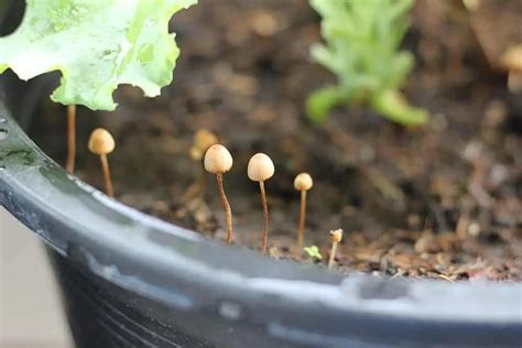 Mushroom And Fungi Growing In Houseplants Soil What To Do