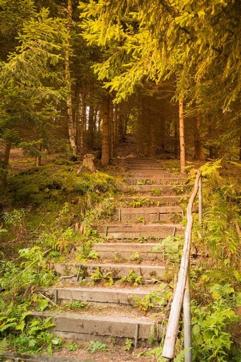 Stone Stairs In The Forest Stock Image Image Of Exploration 60134103