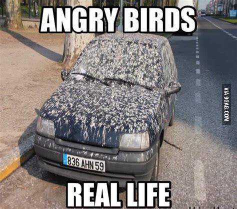 The Real Angry Birds 9gag