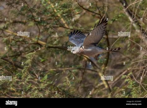 Aqaba Bird Observatory Hi Res Stock Photography And Images Alamy