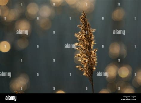 Blossoming Reed Phragmites Australis In The Evening Light Backlight