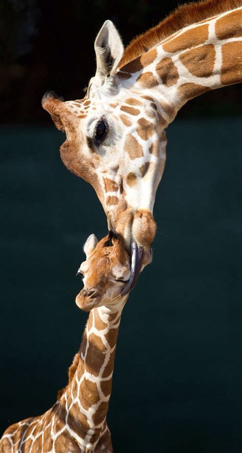 Cute Baby Giraffe Wallpapers Top Free Cute Baby Giraffe Backgrounds
