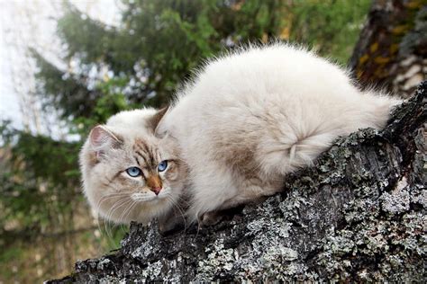 The Siberian Cat Cat Breeds Encyclopedia