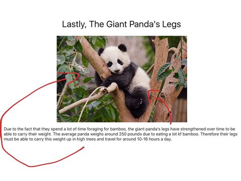 Panda Animal Adaptations Science Showme