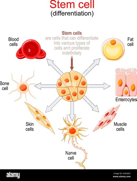 Stem Cell Differentiation Stem Cells Are Cells That Can Differentiate