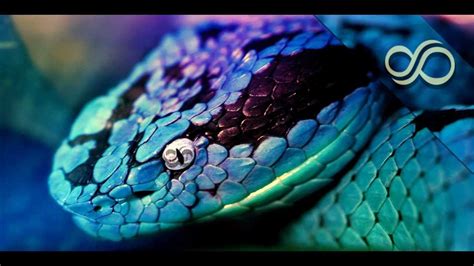 With nicolas cage, gary sinise, john heard, carla gugino. Snake Eyes - Feint (feat. CoMa) FULL! [Monstercat Release ...