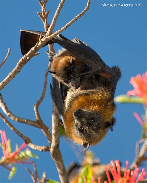 Year Of The Bat Eviction Notice Down Under Sydneys Flying Foxes