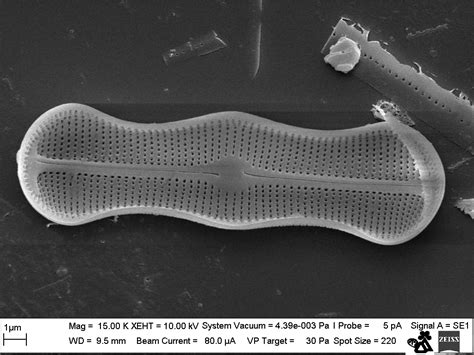 216 Diatoms Unicellular Photosynthetic Algae Biology Libretexts