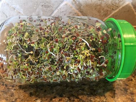 How to use extra broccoli before it rots? Broccoli Sprouts- A Superfood! | D-Signed Nutrition