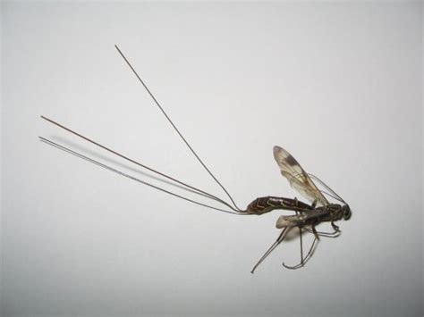 Long Tailed Wasp Megarhyssa Macrurus Bugguidenet