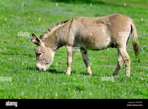 Domestic Donkey Equus Asinus Asinus Eating Grass In A Meadow Germany