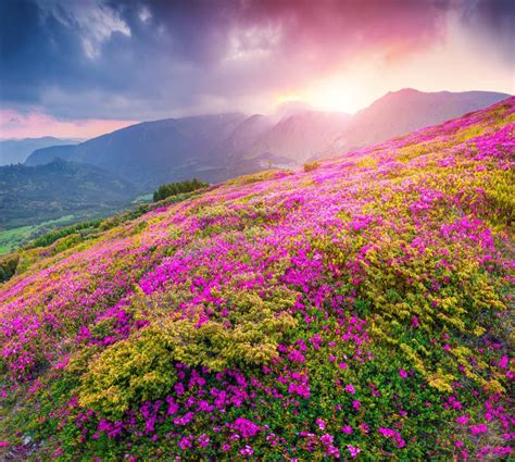 Magic Pink Rhododendron Flowers In Mountains Stock Photo Image Of