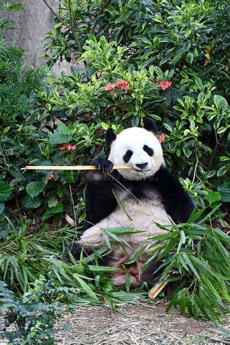 Great Panda Jia Jia At River Safari Singapore Stock Image Image Of