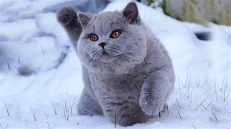 The british shorthair is solid and muscular with an easygoing personality. British Shorthair : Kucing Bulu Pendek Britania, Teman ...
