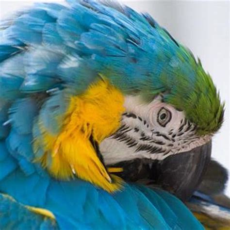 Why Birds Pluck Their Feathers Diy Seattle