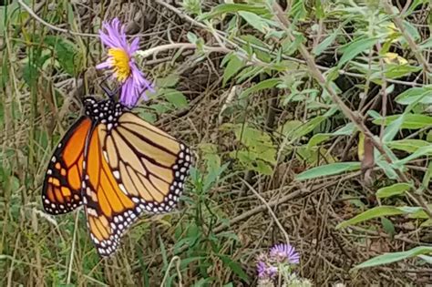 The Magical Rescue Of A Monarch Butterly Oct 2722 Half Acre Homestead