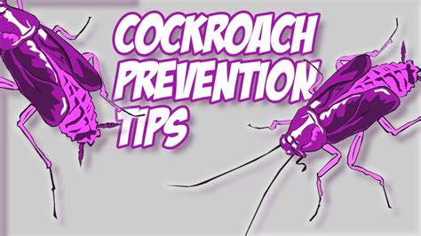 Cockroach Prevention Tips Killroy Pest Control