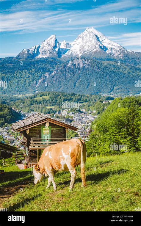 Switzerland House Cow High Resolution Stock Photography And Images Alamy
