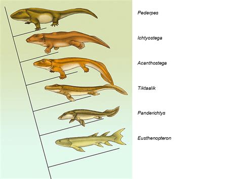 Amphibian To Mammals Evolution Pets Lovers