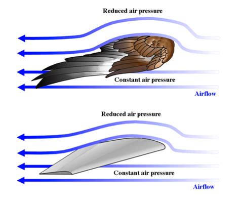 The Mechanics Of Flying Physics Of Flight Birds