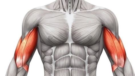 Función de los Bíceps
