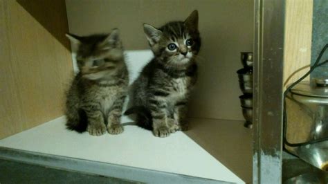 Lovely Kittens Looking For A Good Homekittens Looking For A Good Home