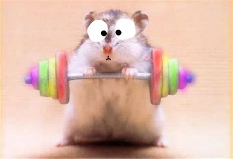 Hamsters Images Meme Wallpaper And Background Photos 36322346