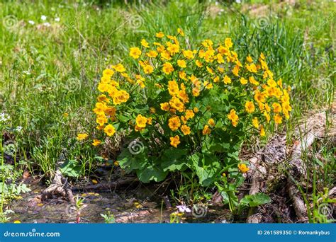 Caltha Palustris Flowering Plant With Yellow Flowers Stock Photo