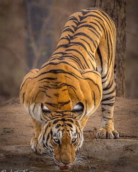 Our Planet Daily On Instagram Meet The Majestic Bengal Tiger The