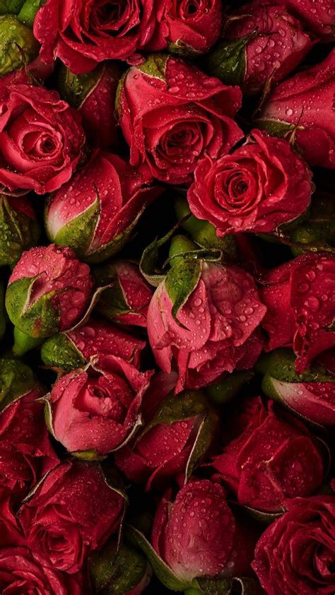 Red Roses Today Pin Rose Flower Wallpaper Beautiful Red Roses