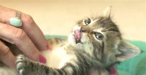 Cutest Kitten Gets A Belly Rub And Melts Your Heart