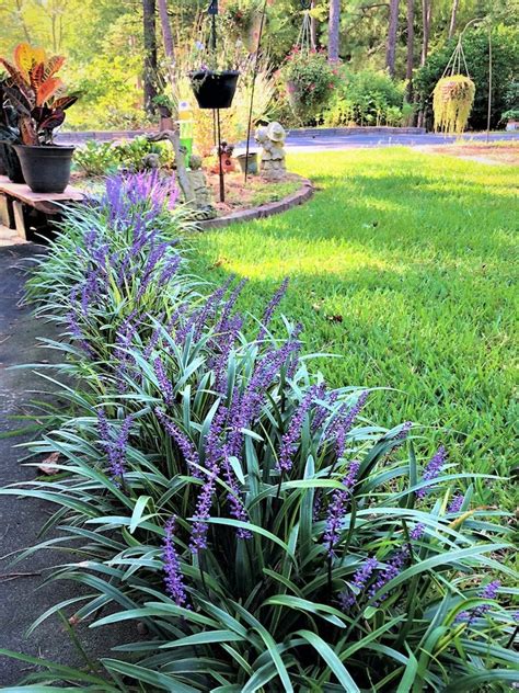 Gardening For Beginners 25 Easy Care Plants Bob Vila