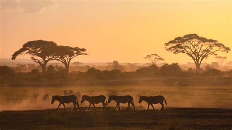 Top Places To See In Africa Wild Safari Guide Blog