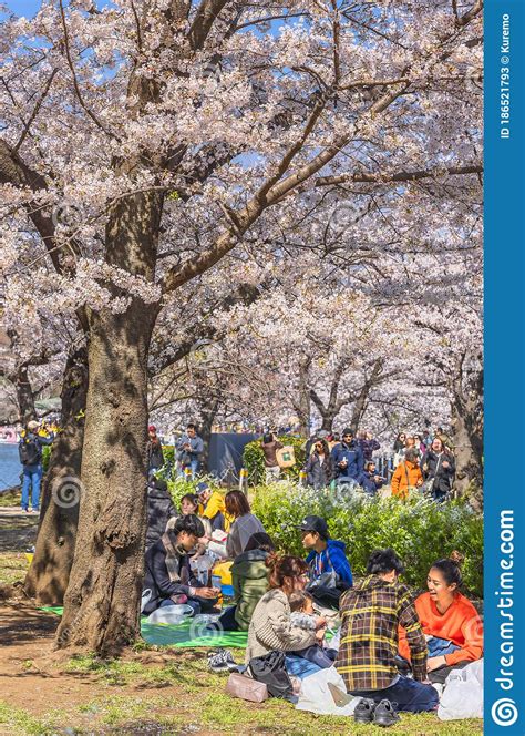 Japanese Families Enjoying Cherry Blossoms Of Ueno Park In Tokyo