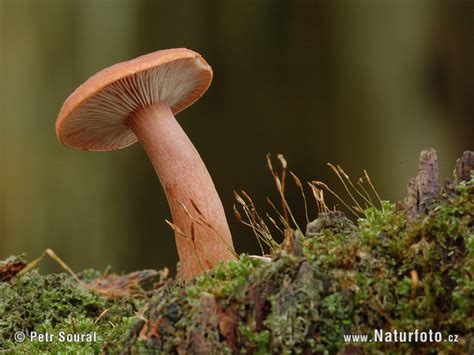 Mushroom Mushroom Photos, Mushroom Images, Nature Wildlife Pictures ...