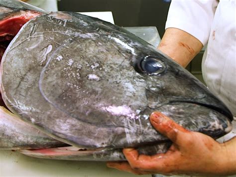 Bluefin Tuna Eyeball Is A Japanese Delicacy Heres What It Taste